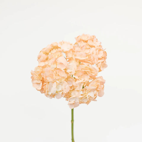 Hydrangea Peach Enhanced Flower Stem - Image