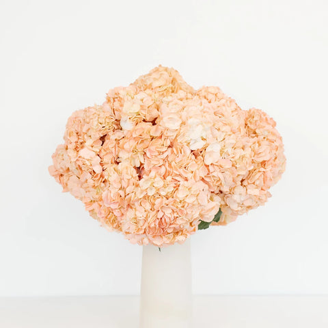 Hydrangea Peach Enhanced Flower Vase - Image