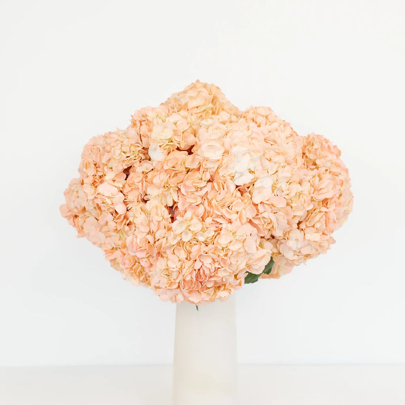 Hydrangea Peach Enhanced Flower Vase - Image