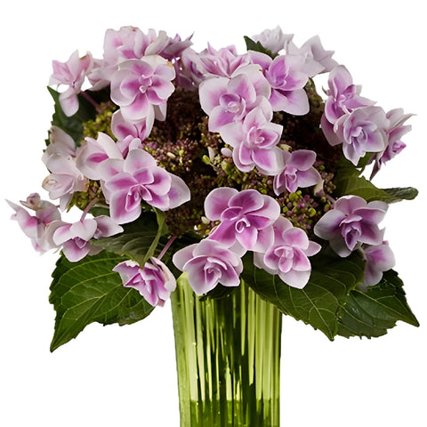 Raspberry Cream Hydrangea Wholesale Flower In a vase