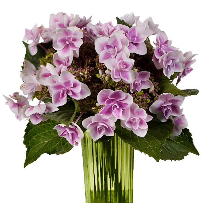 Raspberry Cream Hydrangea Wholesale Flower In a vase