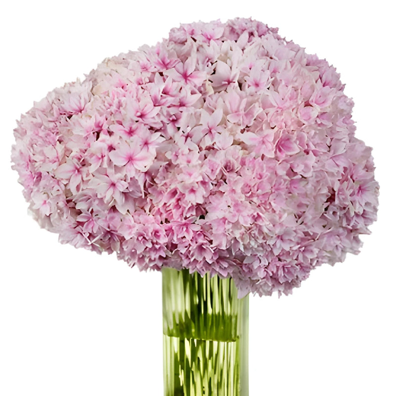 Strawberry Blush Hydrangea Wholesale Flower In a vase