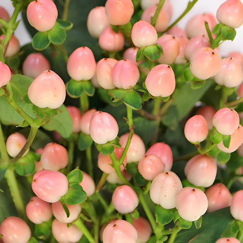Gumball Pink Designer Hypericum Berries
