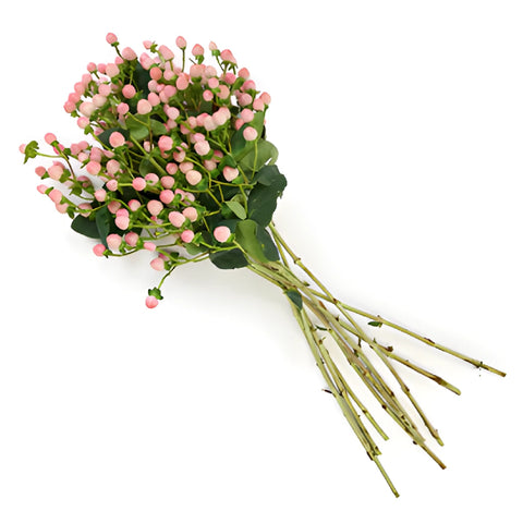 Gumball Pink Designer Hypericum Berries