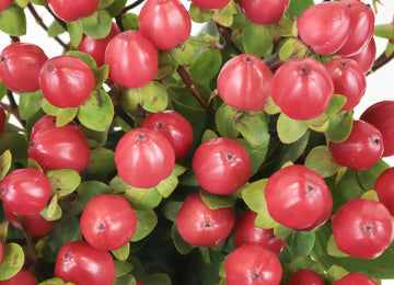Red Designer Hypericum Berries
