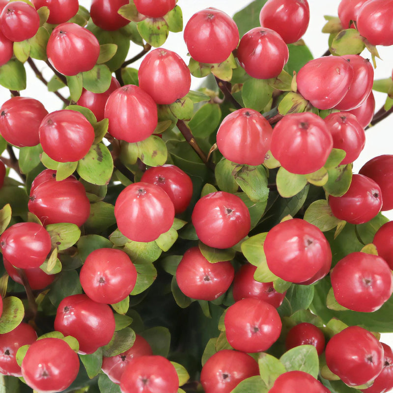 Red Designer Hypericum Berries