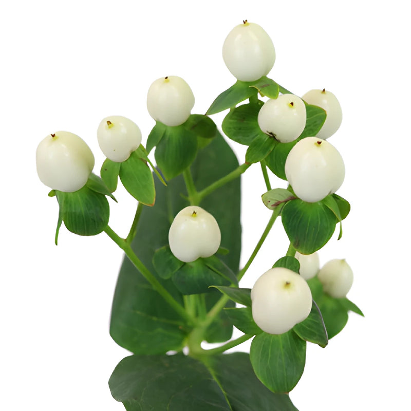 Snow White Designer Hypericum Berries