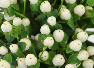 Snow White Designer Hypericum Berries