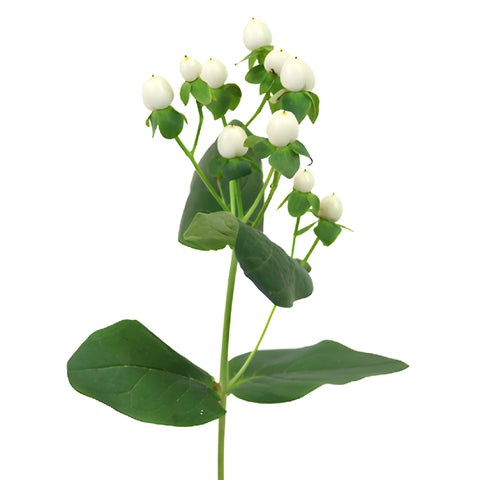 Snow White Designer Hypericum Berries