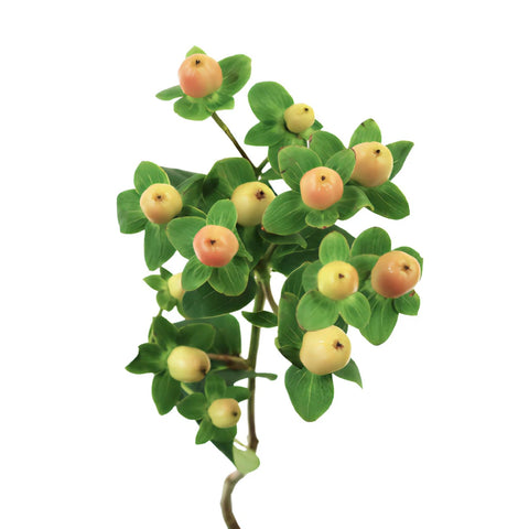 Yellow Peach Hypericum Berries