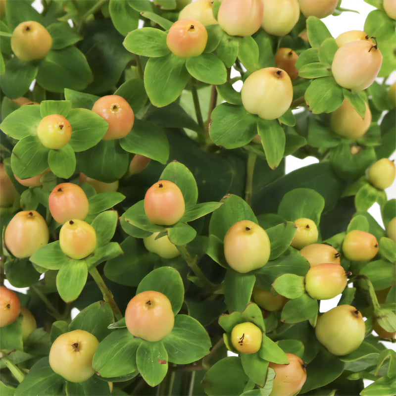 Yellow Peach Hypericum Berries