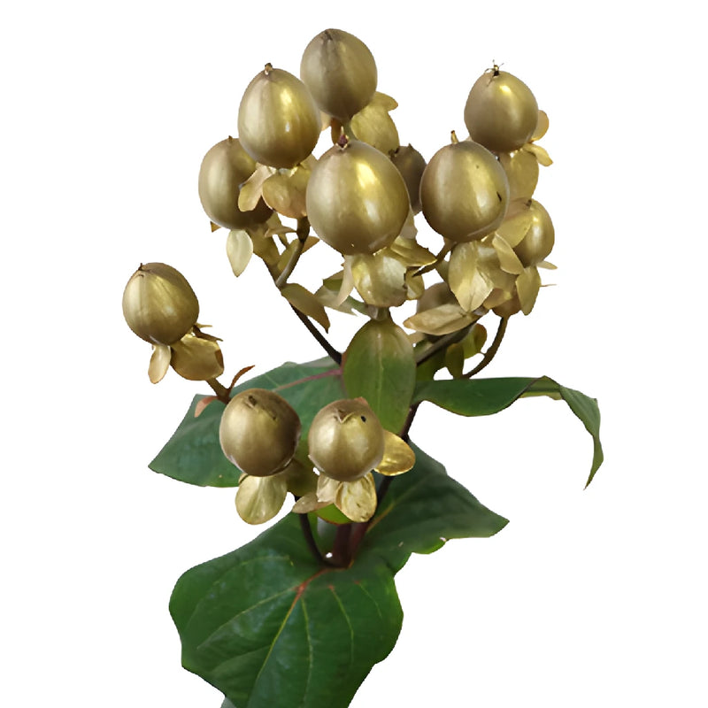 Gold Designer Tinted Hypericum Berries