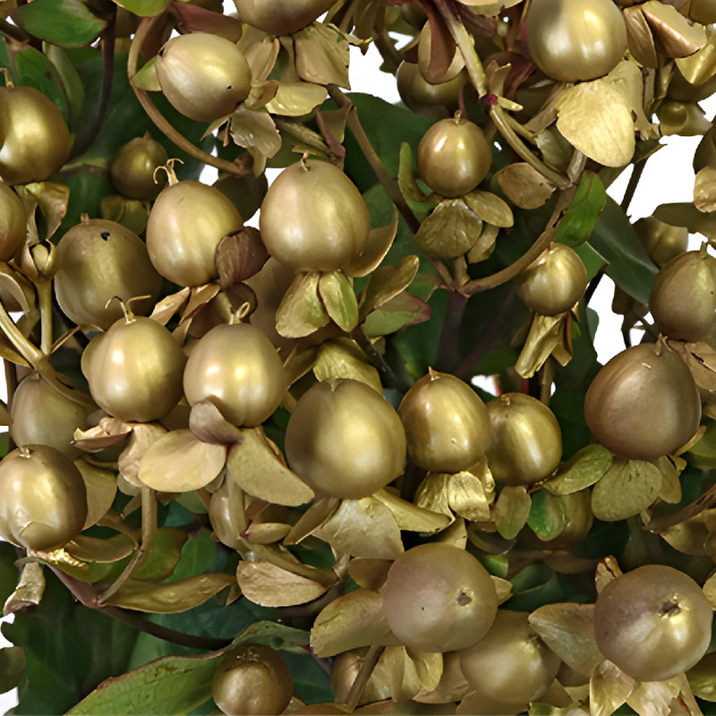 Gold Designer Tinted Hypericum Berries