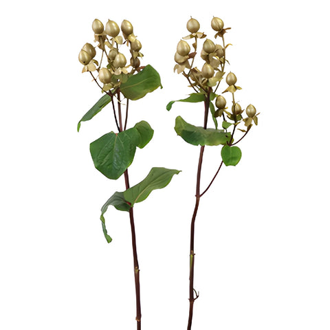 Gold Designer Tinted Hypericum Berries