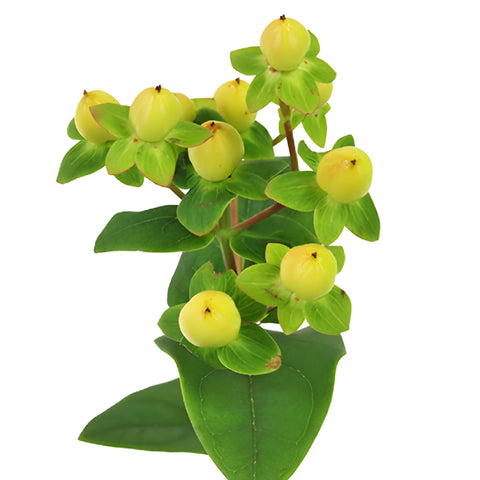 Pear Green Hypericum Berries