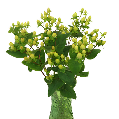 Pear Green Hypericum Berries