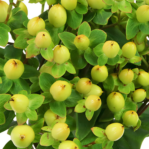 Pear Green Hypericum Berries