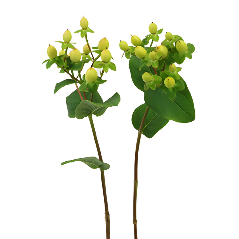 Pear Green Hypericum Berries