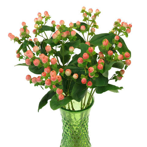 Peaches and Cream Designer Hypericum Berries