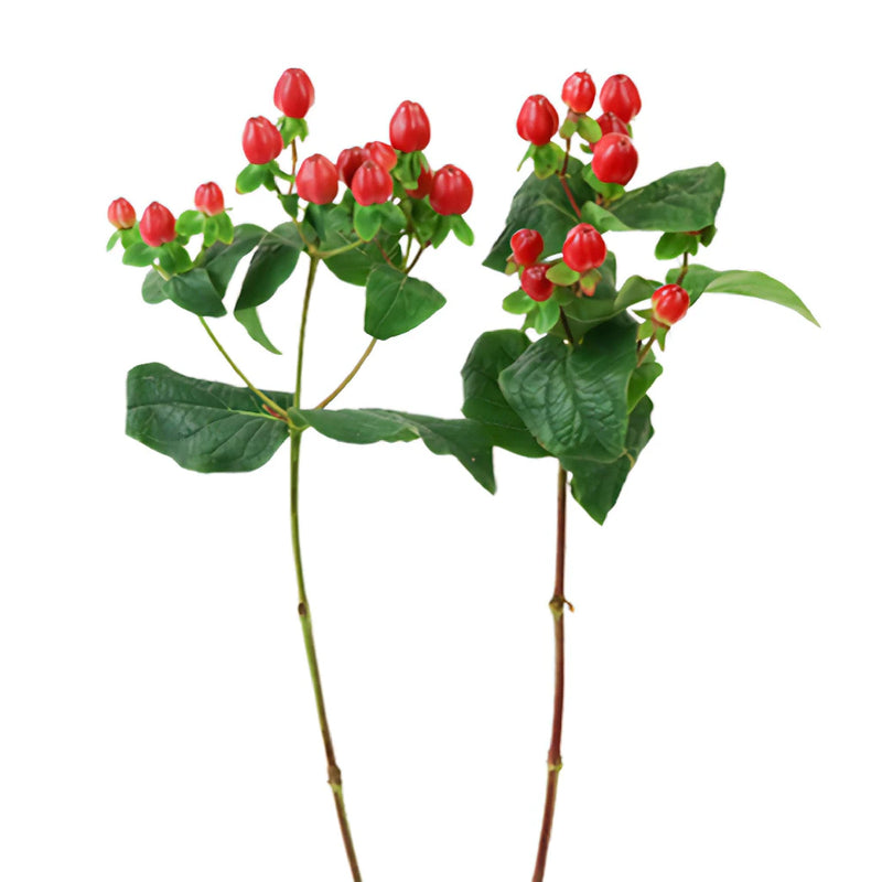 Red Designer Hypericum Berries