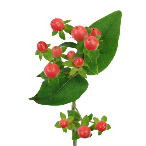 Coral Kissed Hypericum Berries