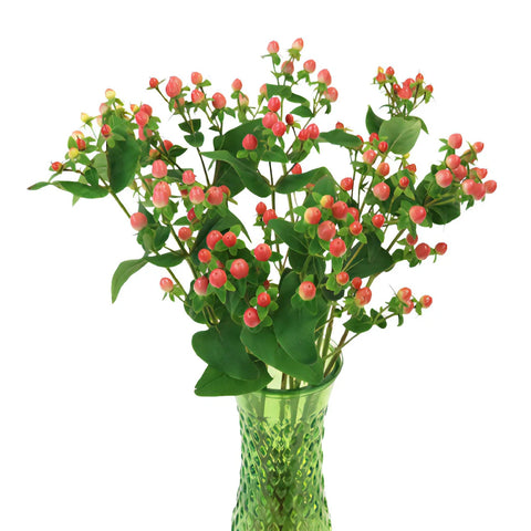 Coral Kissed Hypericum Berries