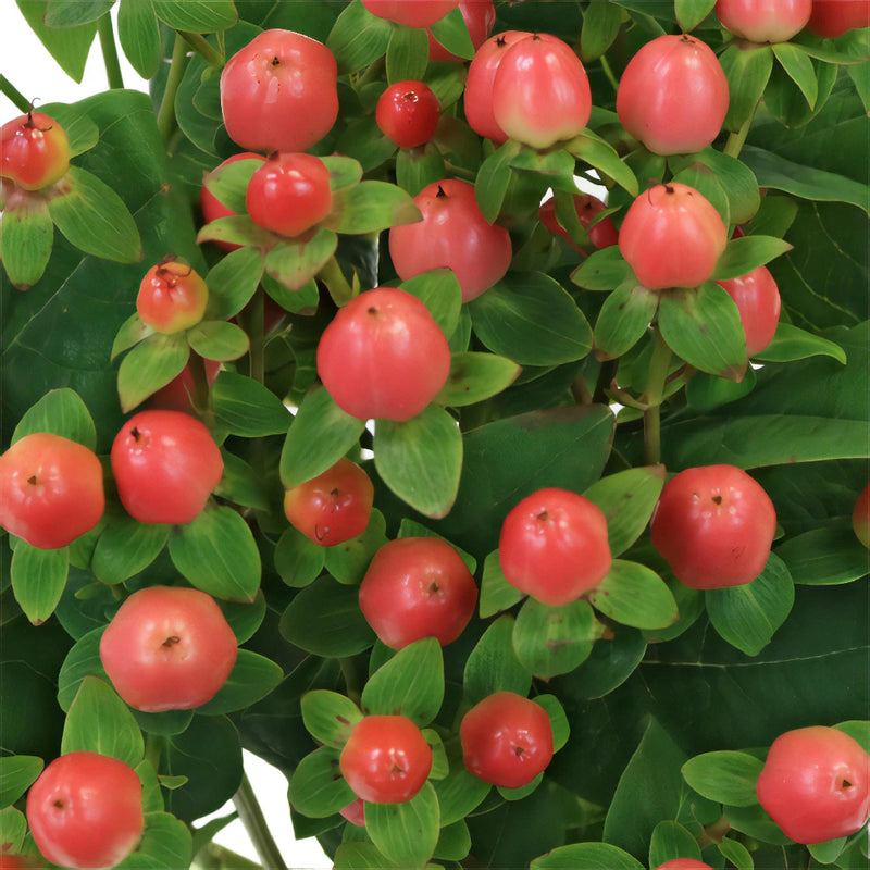 Coral Kissed Hypericum Berries