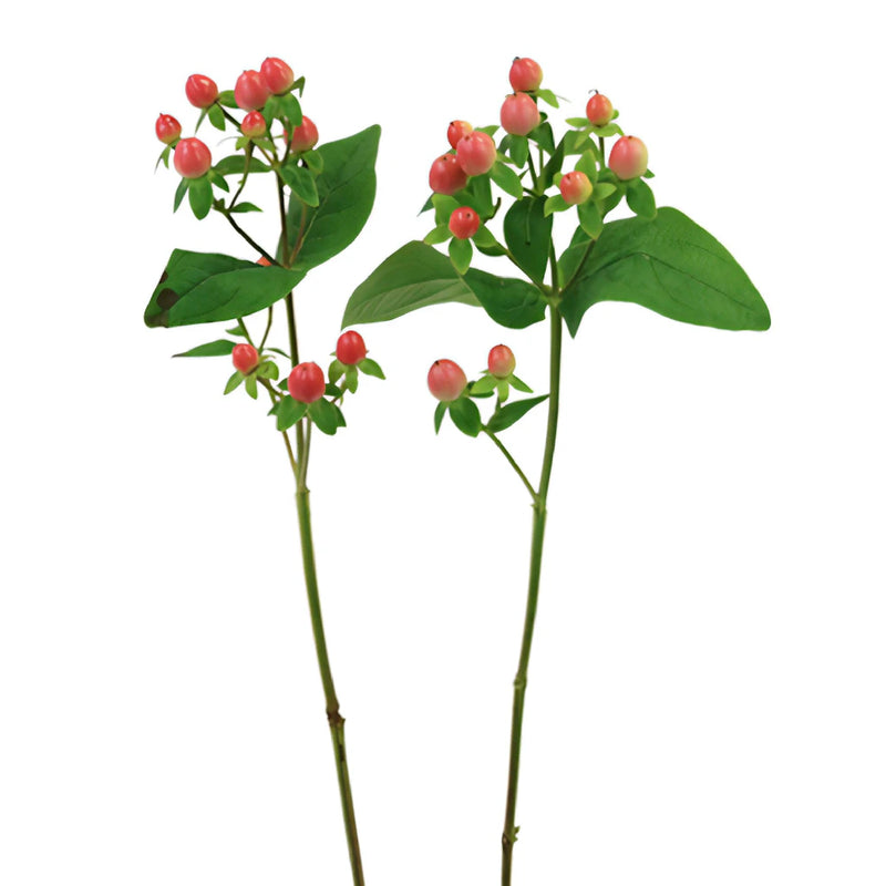 Coral Kissed Hypericum Berries
