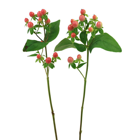 Coral Kissed Hypericum Berries