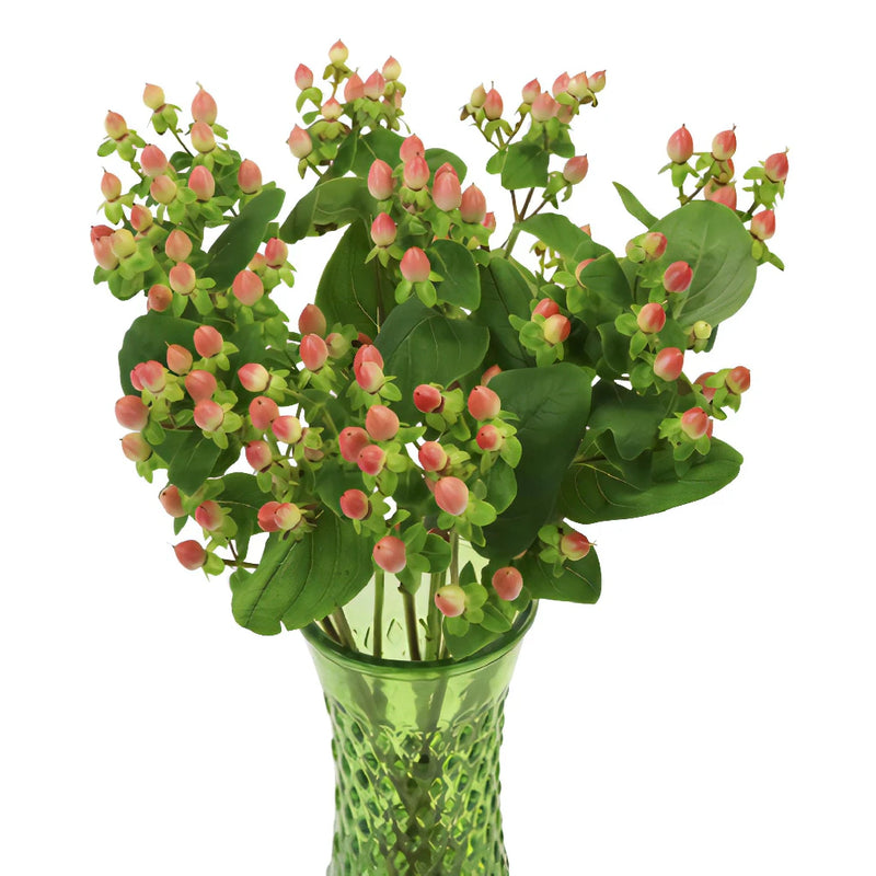 Peaches and Cream Hypericum Berries