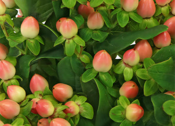 Peaches and Cream Hypericum Berries