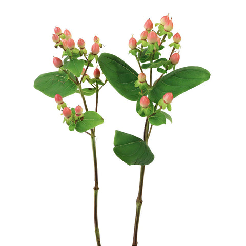 Peaches and Cream Hypericum Berries