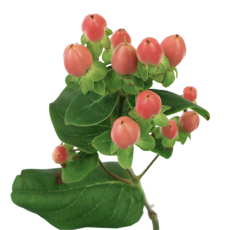 Peaches and Cream Hypericum Berries