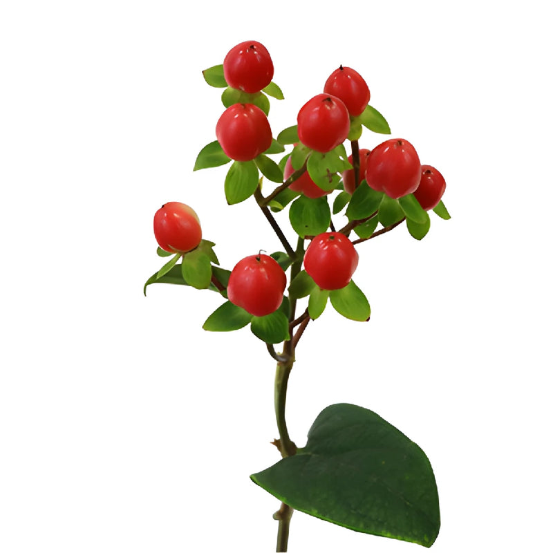 Candy Apple Hypericum Berries