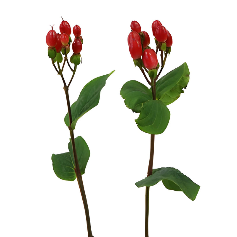Candy Apple Hypericum Berries