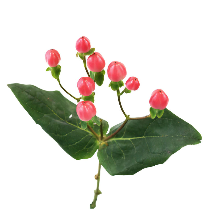 Red Rose Designer Hypericum Berries