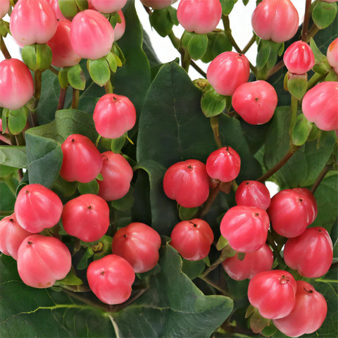 Red Rose Designer Hypericum Berries