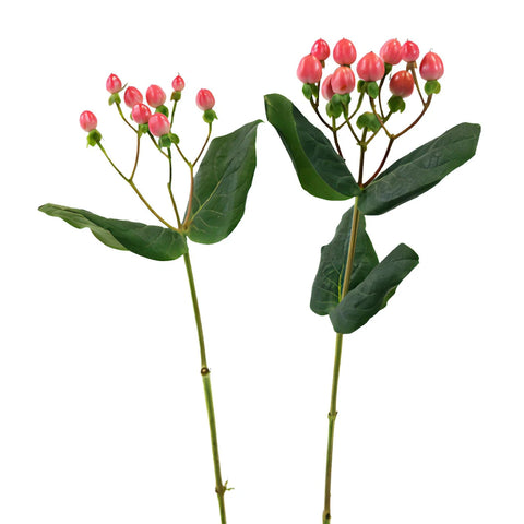 Red Rose Designer Hypericum Berries