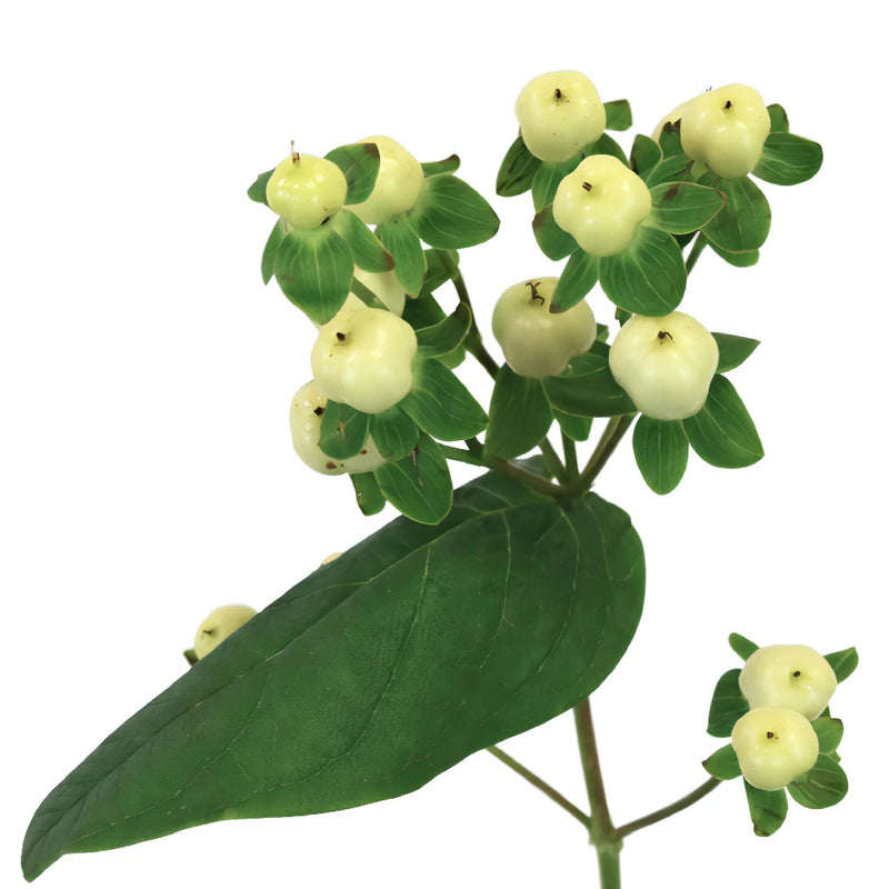 white berry lily Creamy White Hypericum Berries