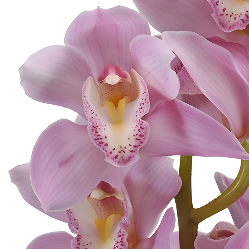 Bubble Gum Pink Bulk Cymbidium Orchids