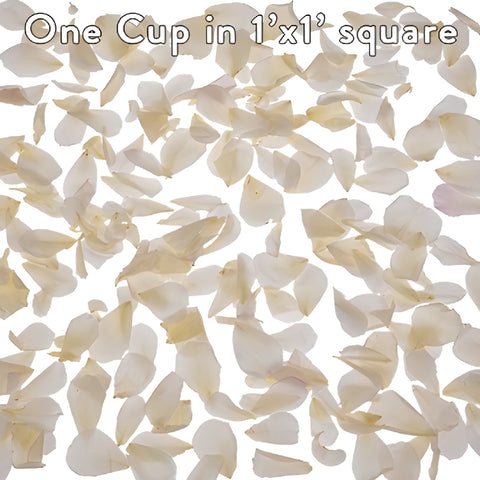 White Preserved Rose Petals