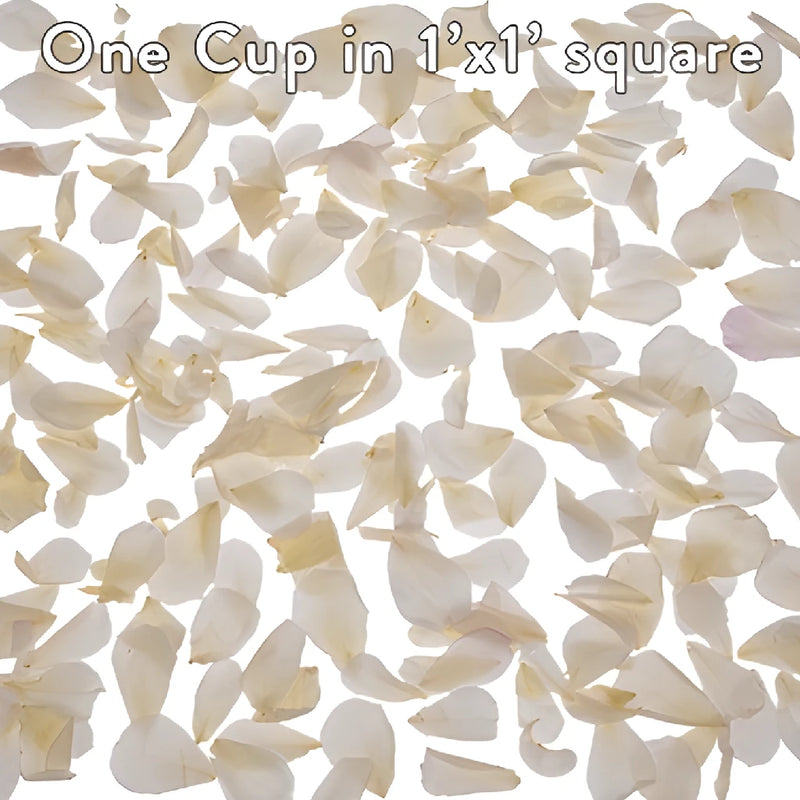 White Preserved Rose Petals