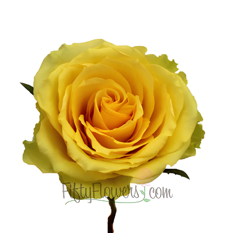 Yellow Idole Rose