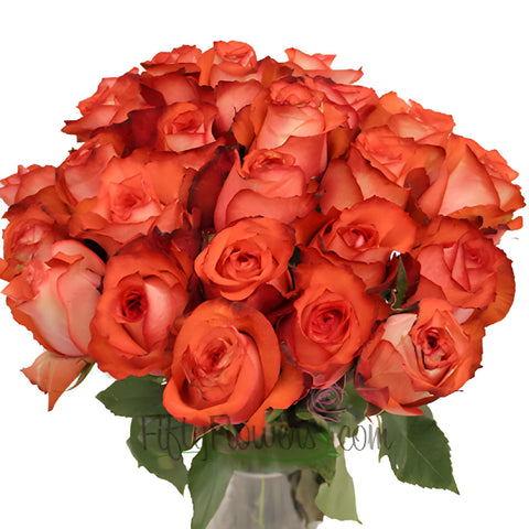 Orange Terracotta Rose