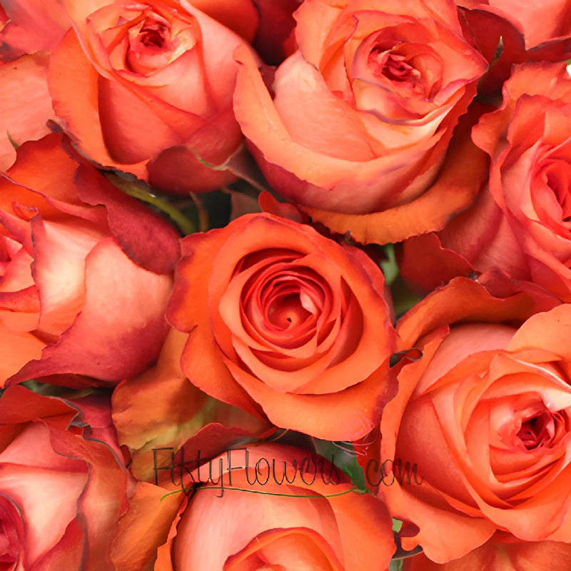 Orange Terracotta Rose