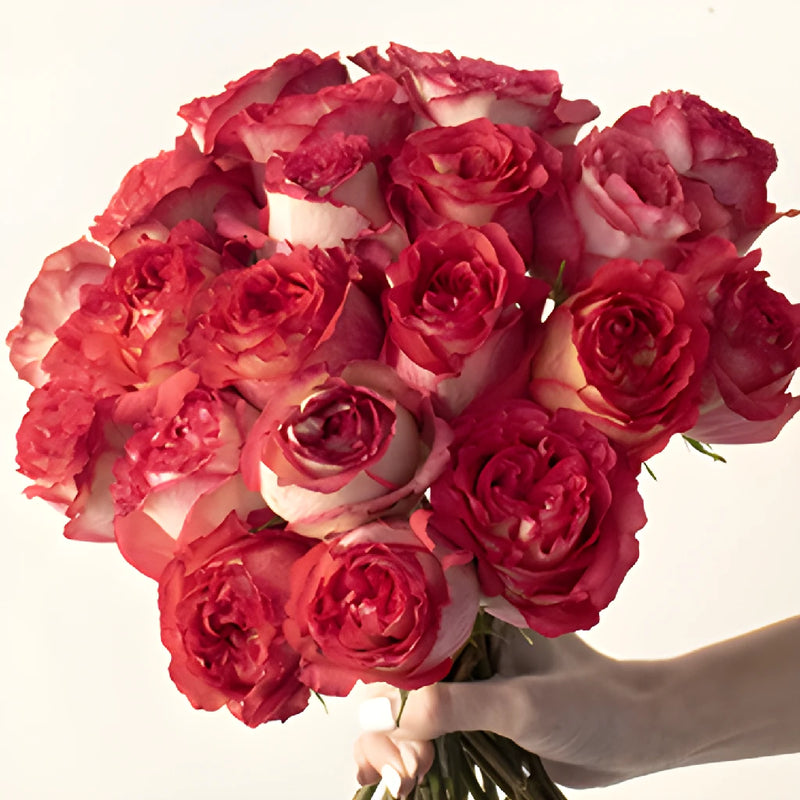 Iguazu Pink White Roses up close