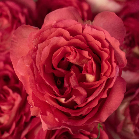 Iguazu Pink and White Bicolor Roses Up Close