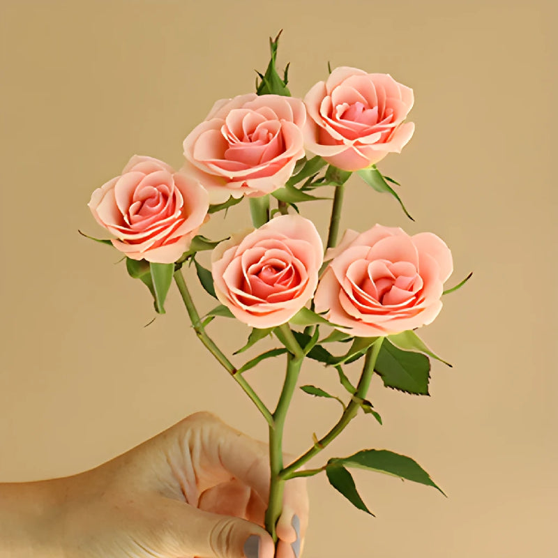 Ilse pale pink Rose Stem