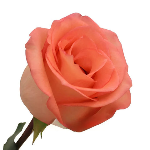 Imagination Coral Rose Apron - Image