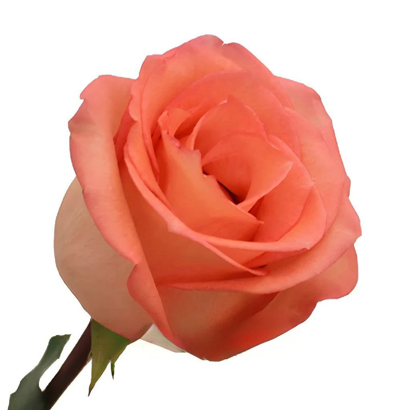 Imagination Coral Rose Apron - Image